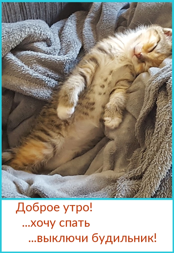 Доброе утро!…хочу спать…выключи будильник!