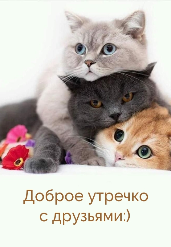 Доброе утречко с друзьями:)
