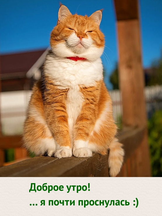 Картинки с надписями.  Доброе утро! ... я почти проснулась :).