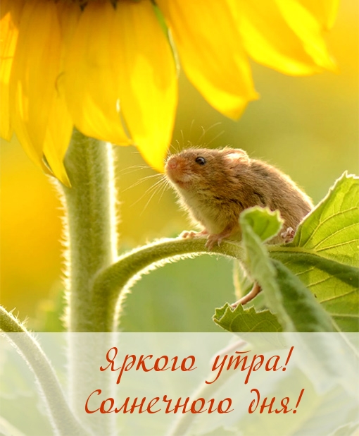 Яркого утра! Солнечного дня!