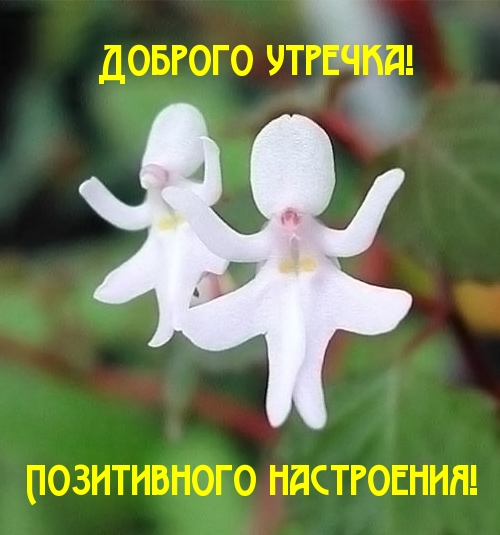 Доброго утречка! Позитивного настроения!