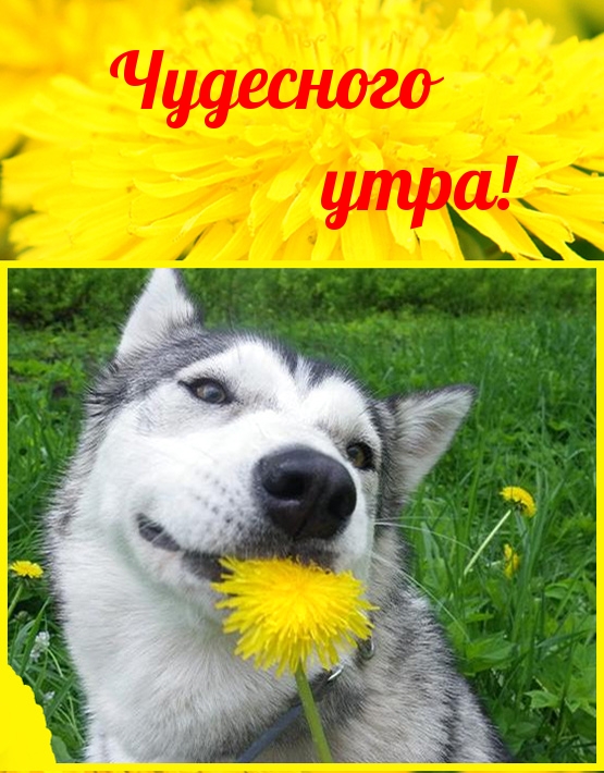 Чудесного утра!
