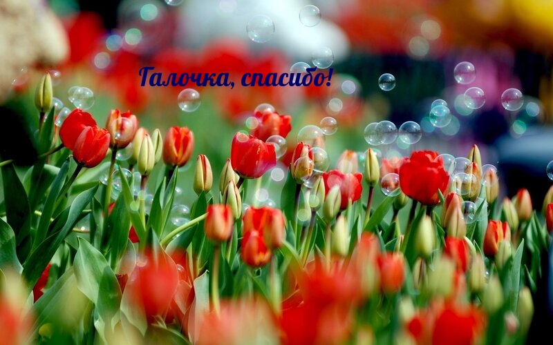 Галочка, спасибо!