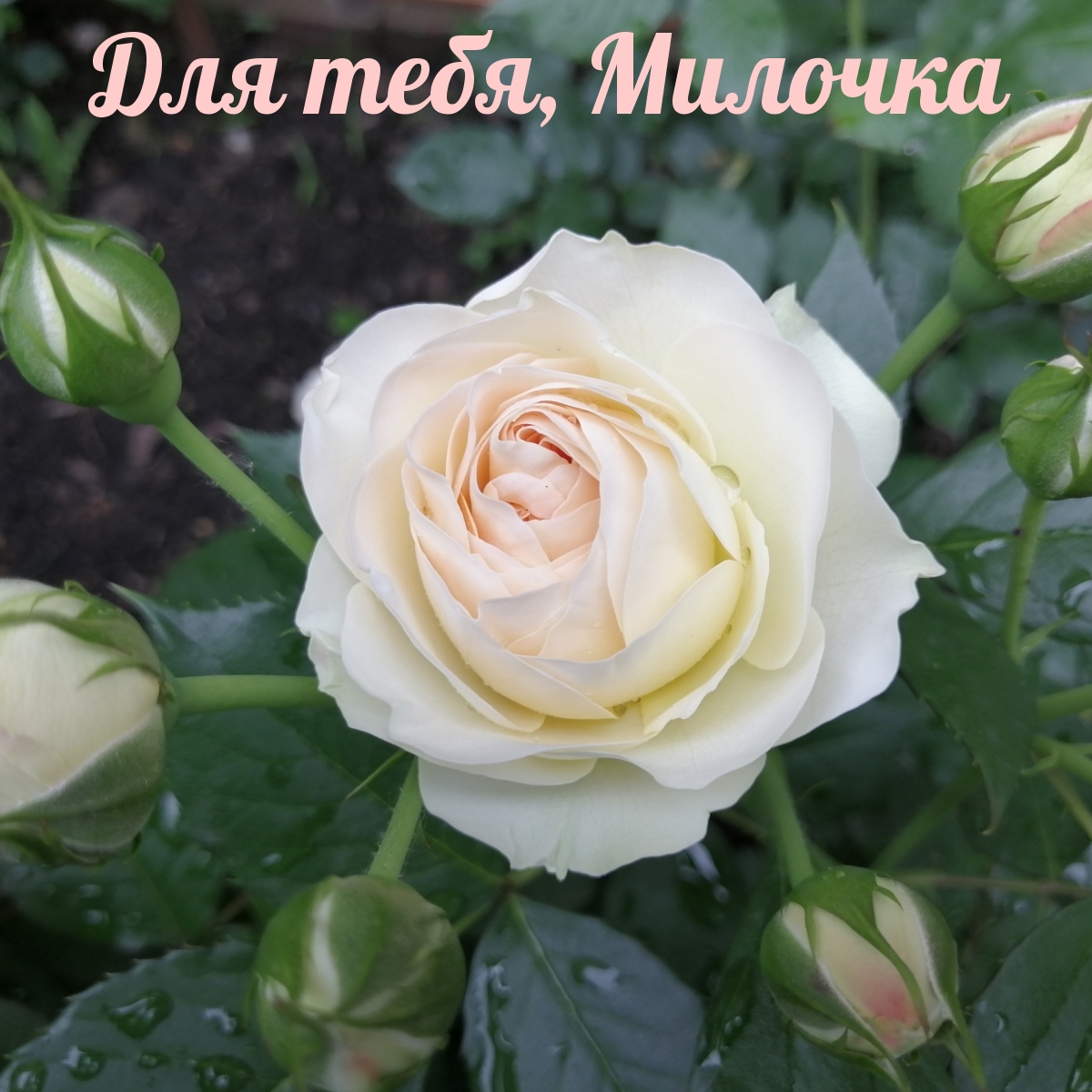 Для тебя, Милочка