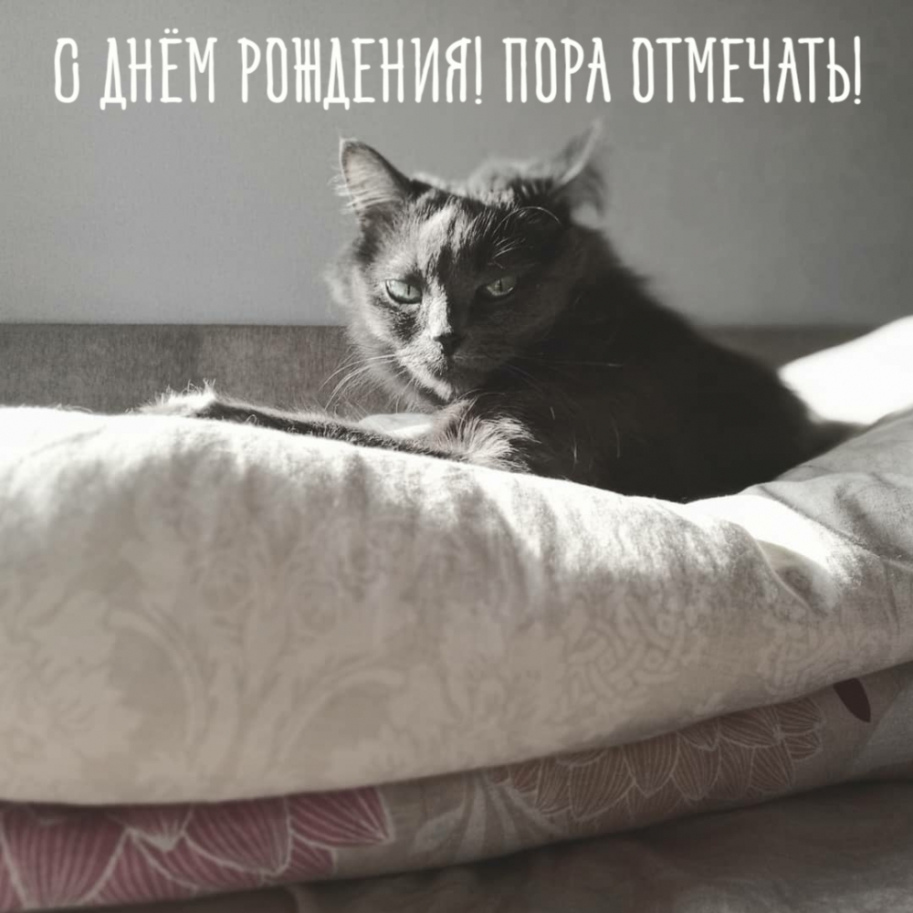 Сонный котик на день рождения