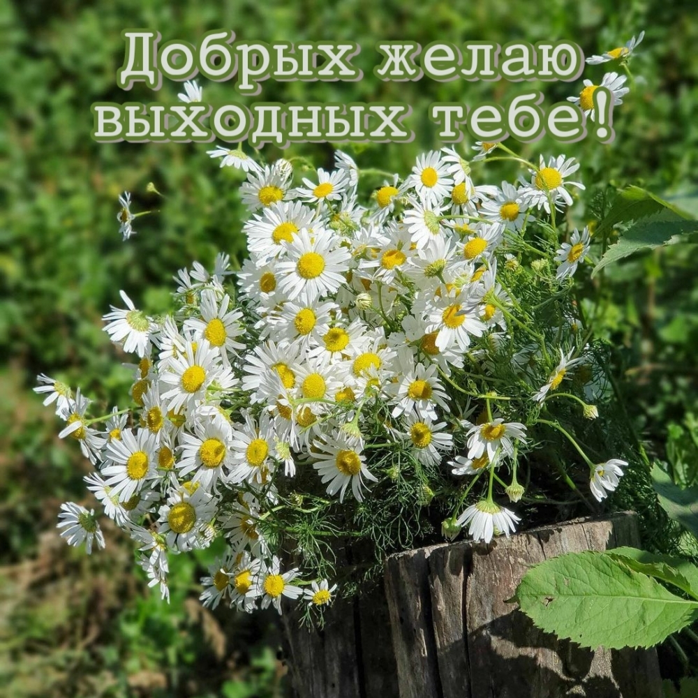 Добрых желаю выходных тебе!