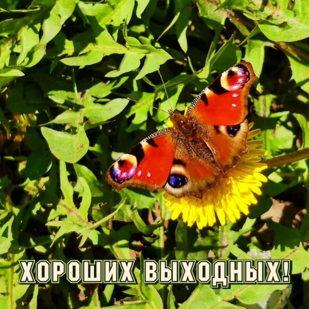 Хороших выходных!