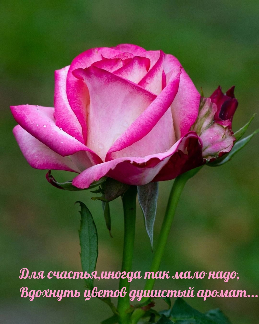 Для счастья, иногда так мало надо