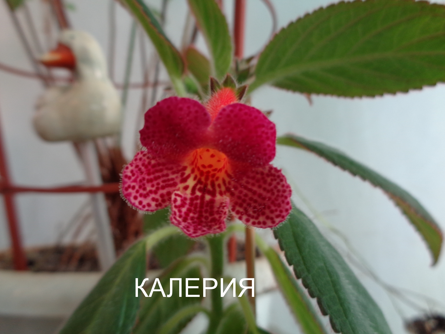 КАЛЕРИЯ