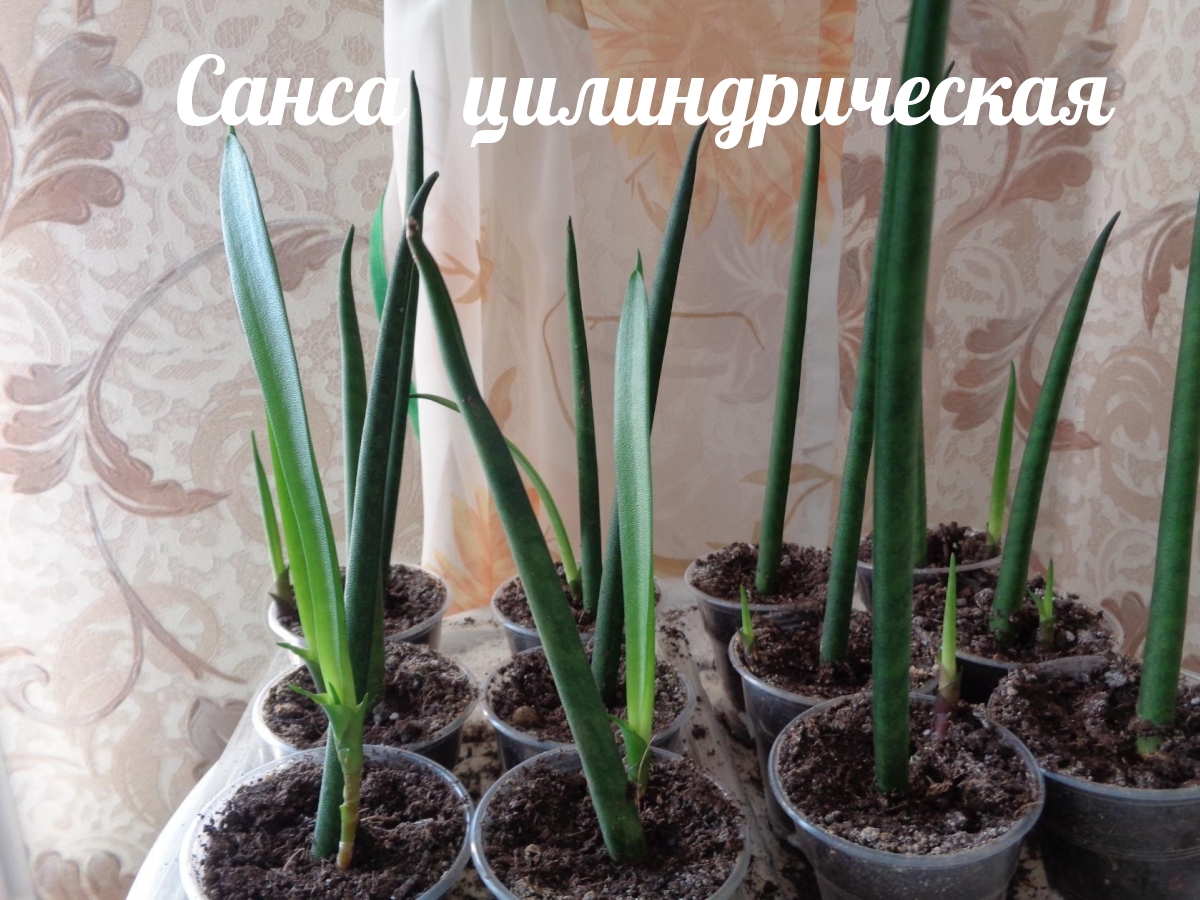 Санса цилиндрическая