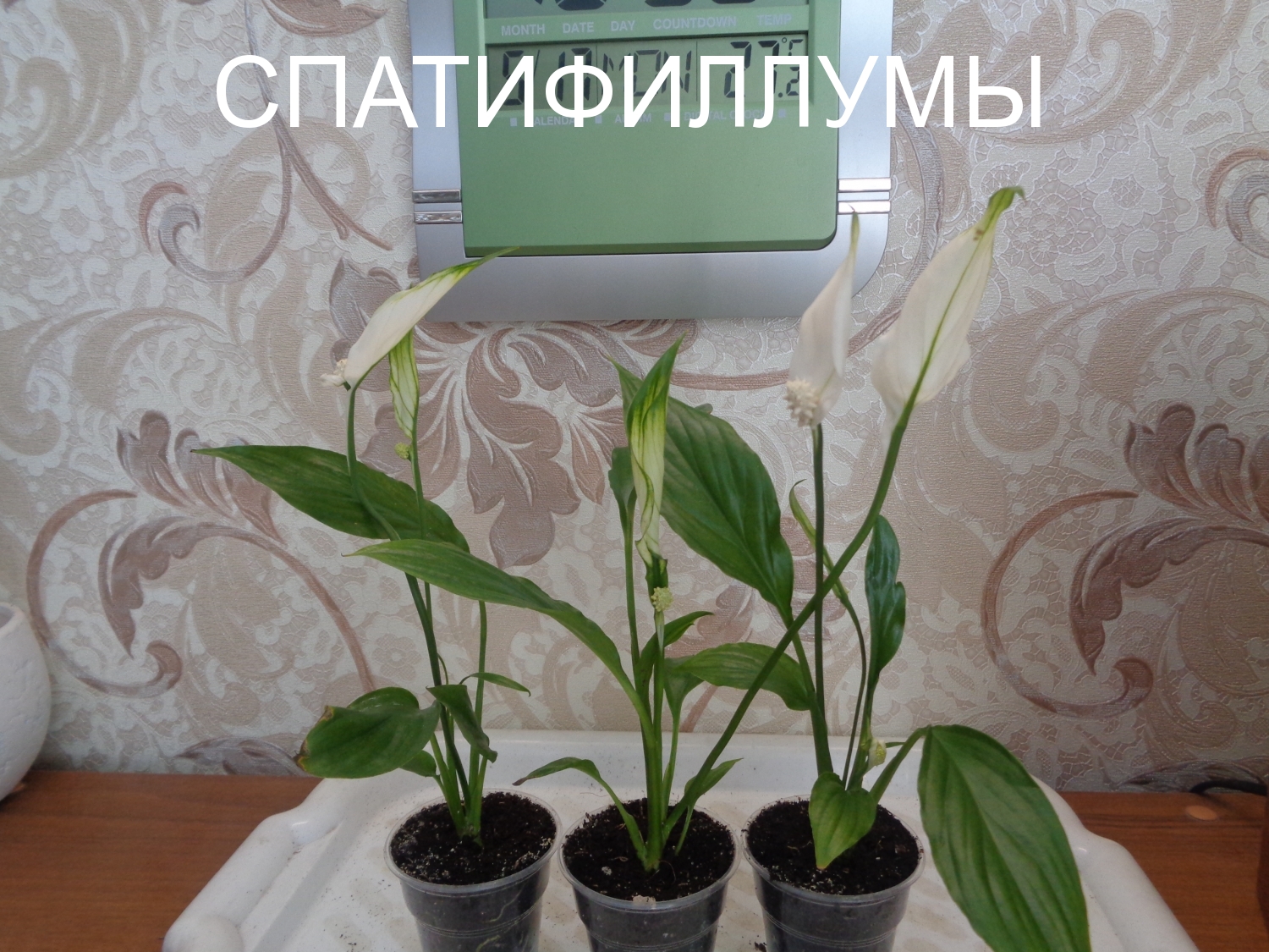 СПАТИФИЛЛУМЫ