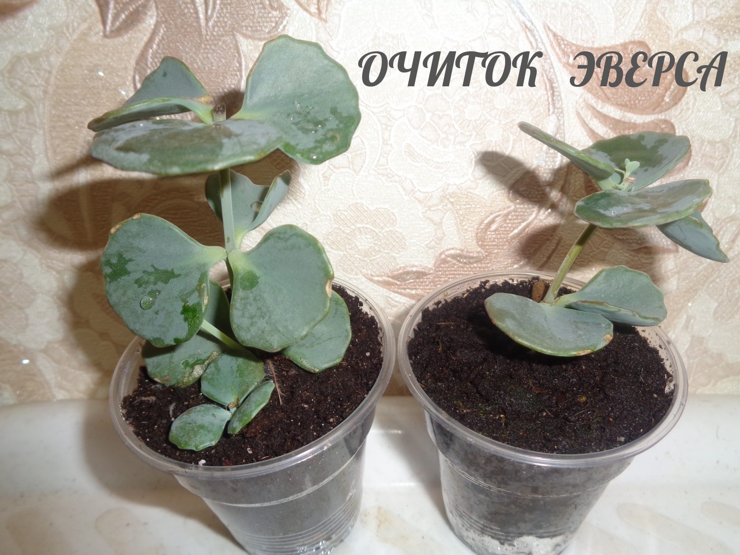 ОЧИТОК ЭВЕРСА