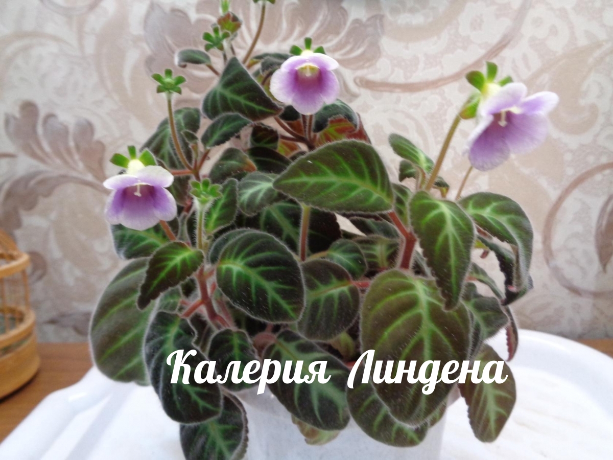 Калерия Линдена