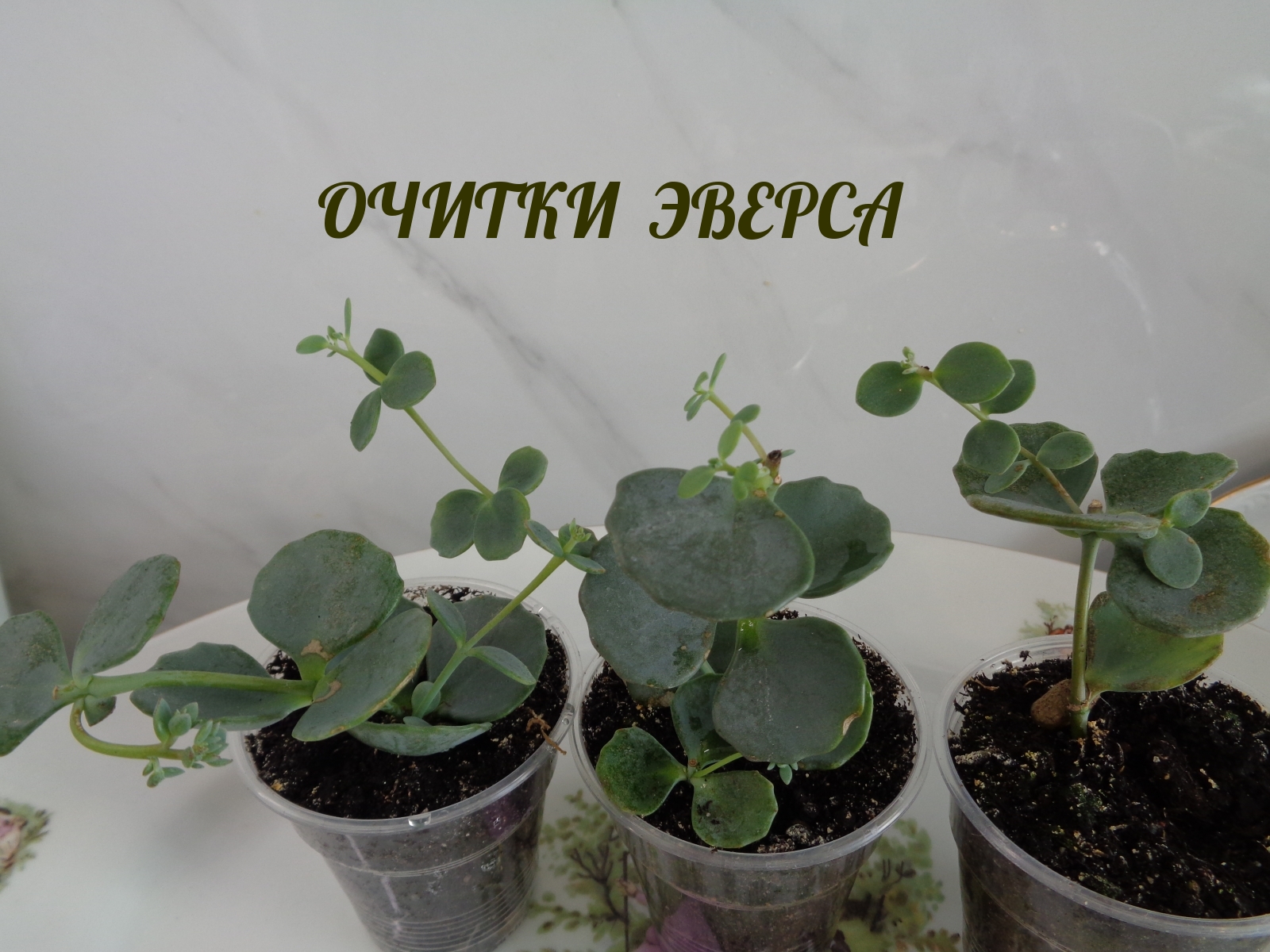 ОЧИТКИ ЭВЕРСА