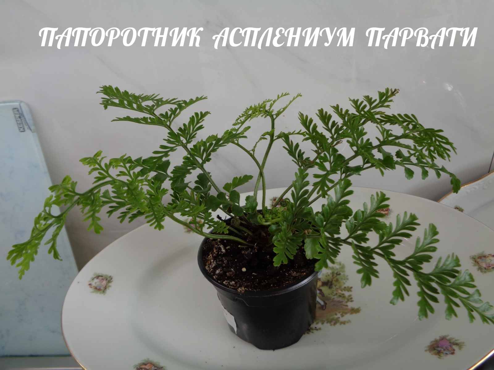 ПАПОРОТНИК АСПЛЕНИУМ ПАРВАТИ