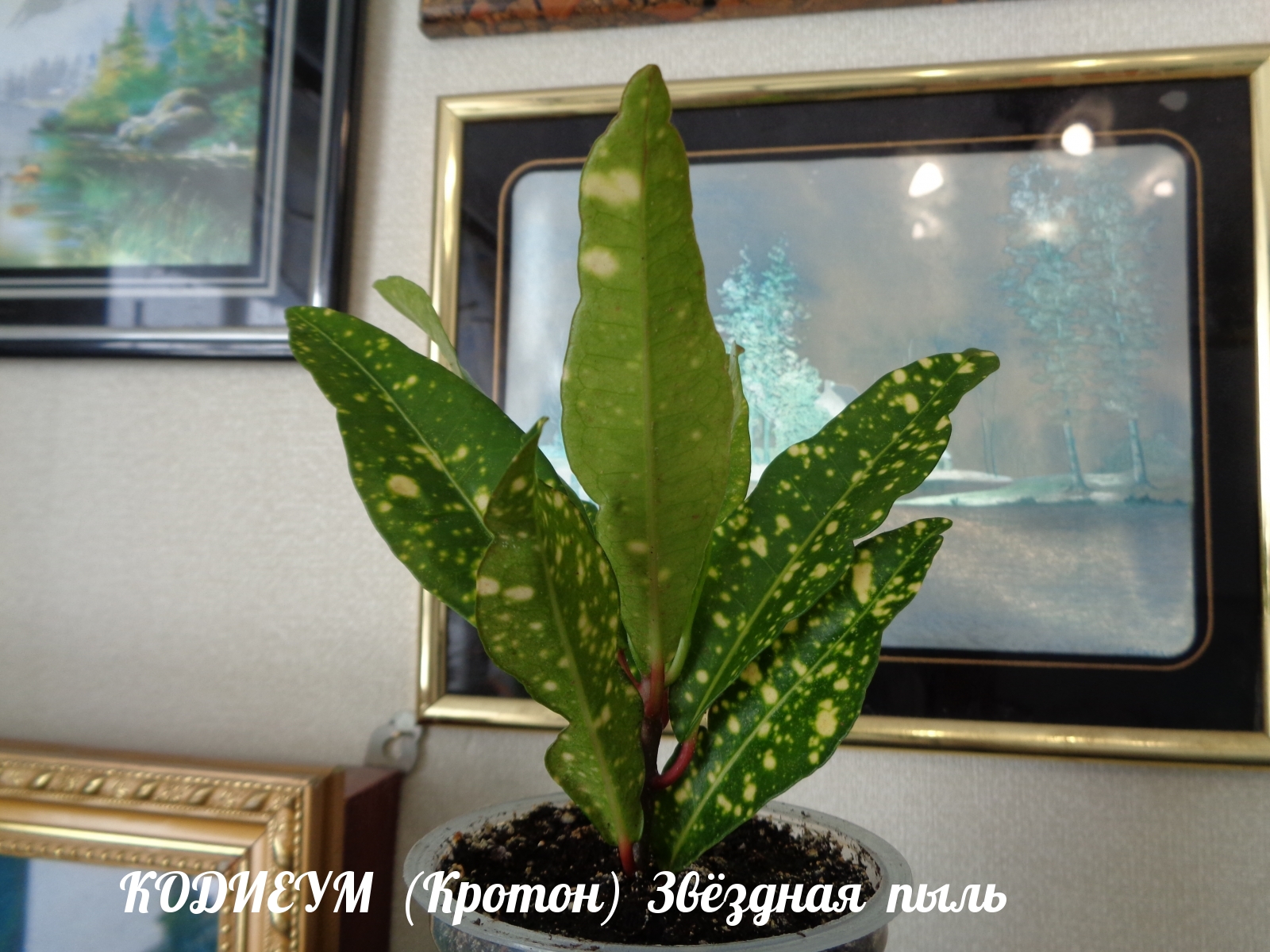 КОДИЕУМ (Кротон) Звёздная пыль