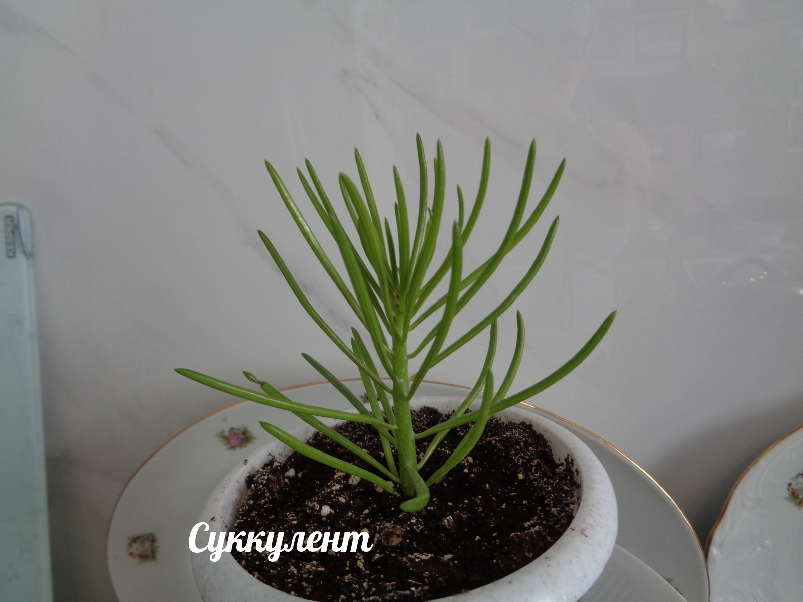 Суккулент