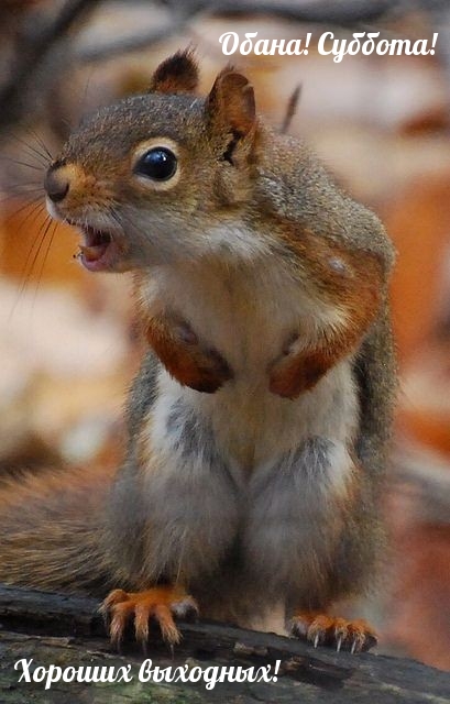 Обана! Суббота! Хороших выходных!
