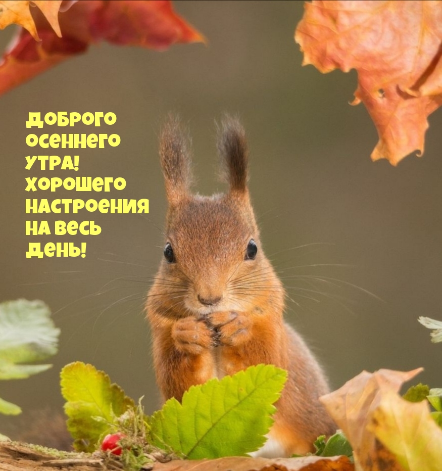 Доброго осеннего утра!