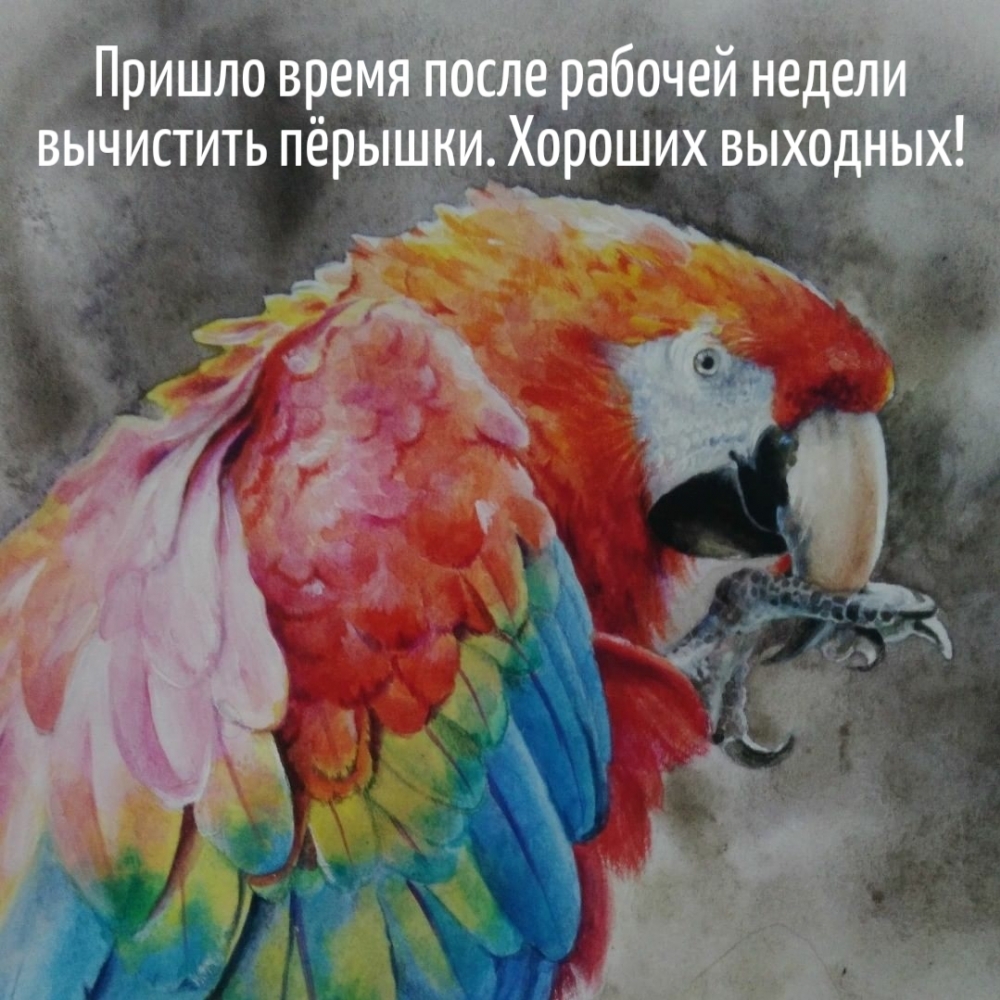 Пришло время после рабочей недели вычистить пёрышки.