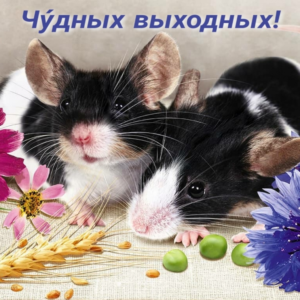 Чу́дных выходных!