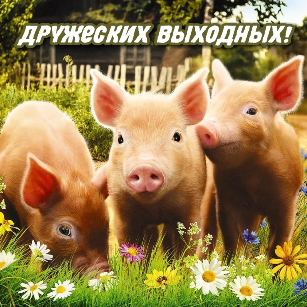 Дружеских выходных!