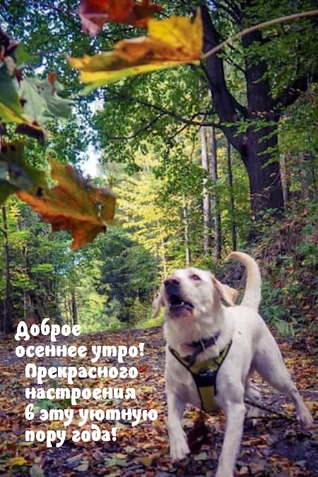 Доброе осеннее утро! Прекрасного настроения в эту уютную пору