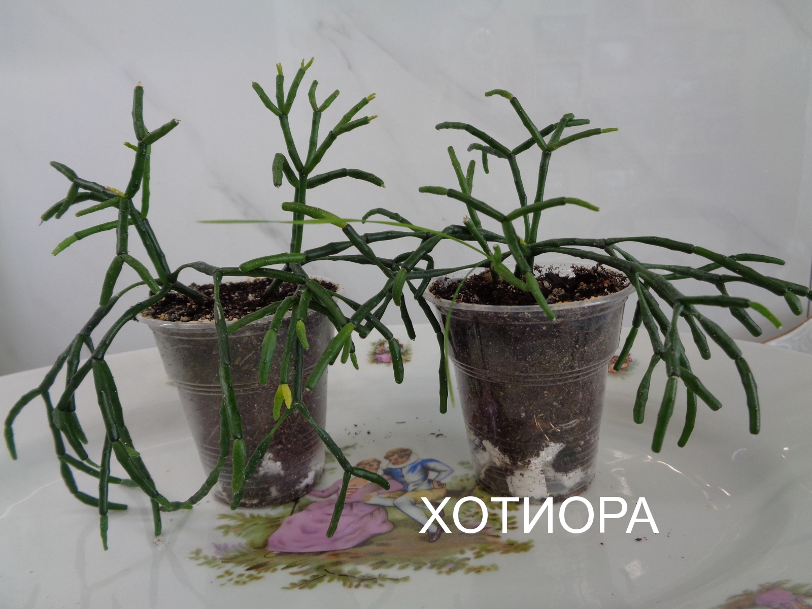 ХОТИОРА