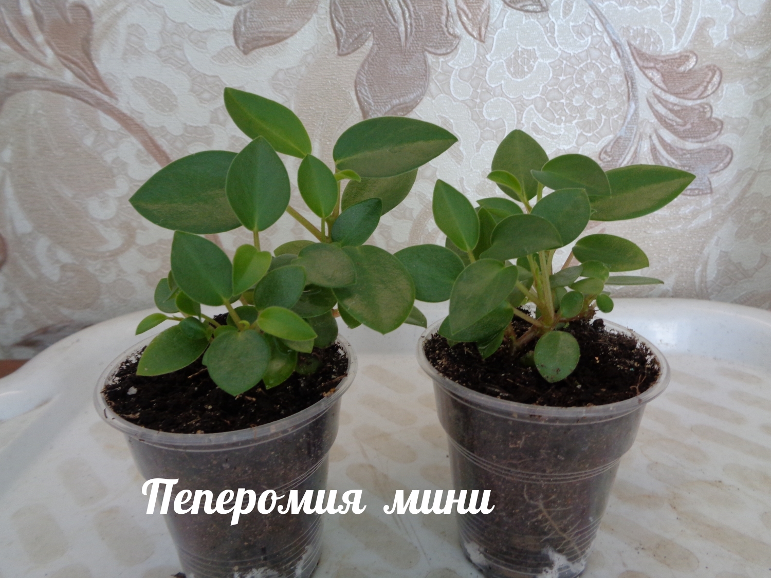 Пеперомия мини