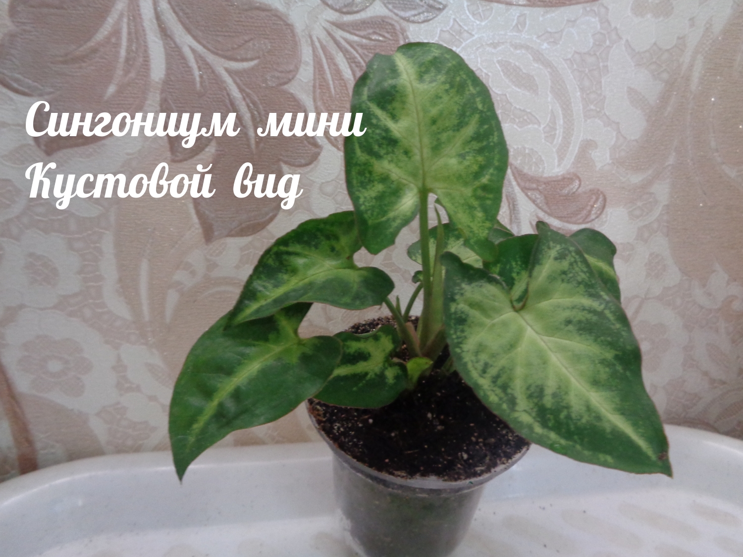 Сингониум мини Кустовой вид