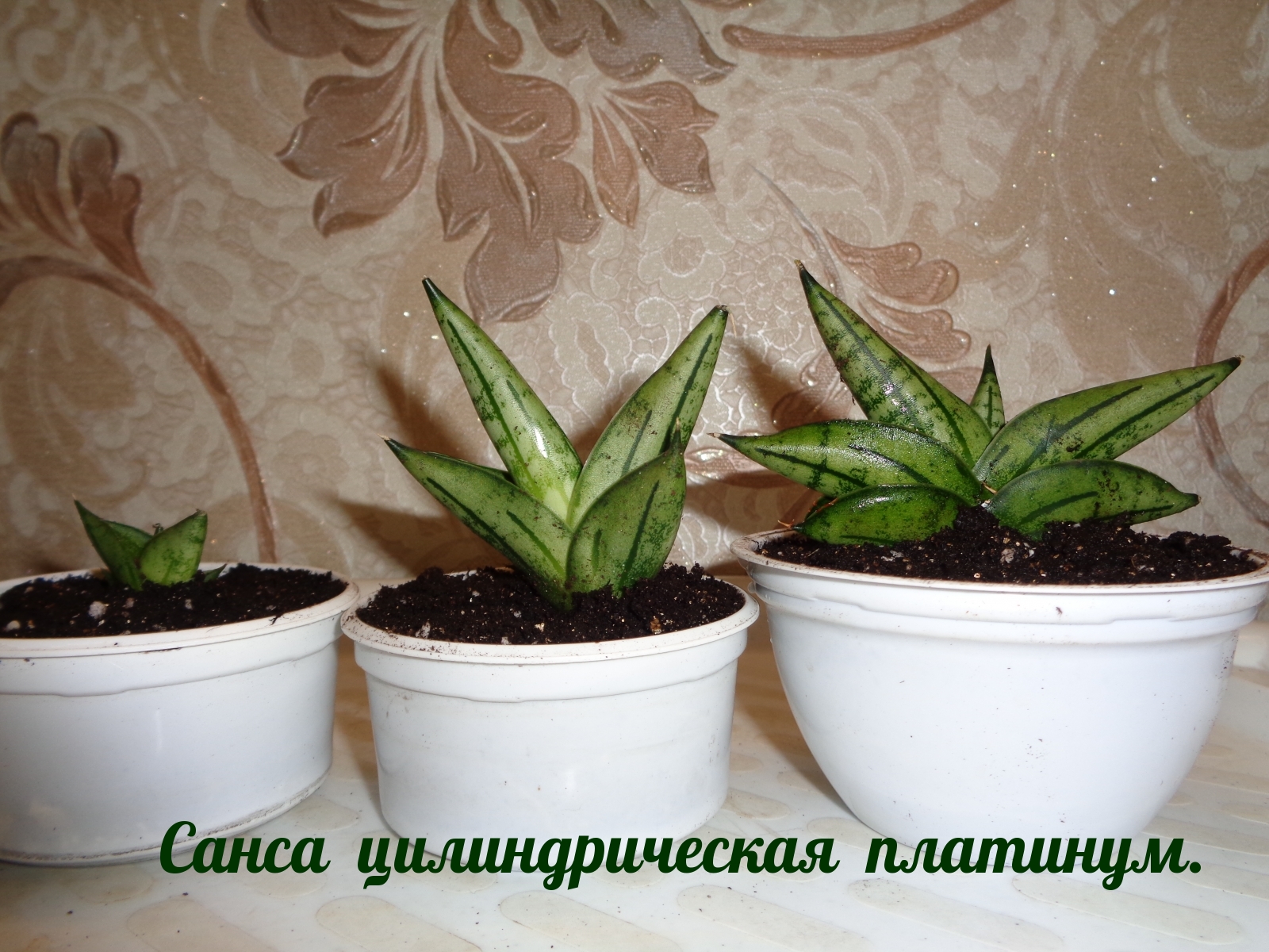 Санса цилиндрическая платинум.