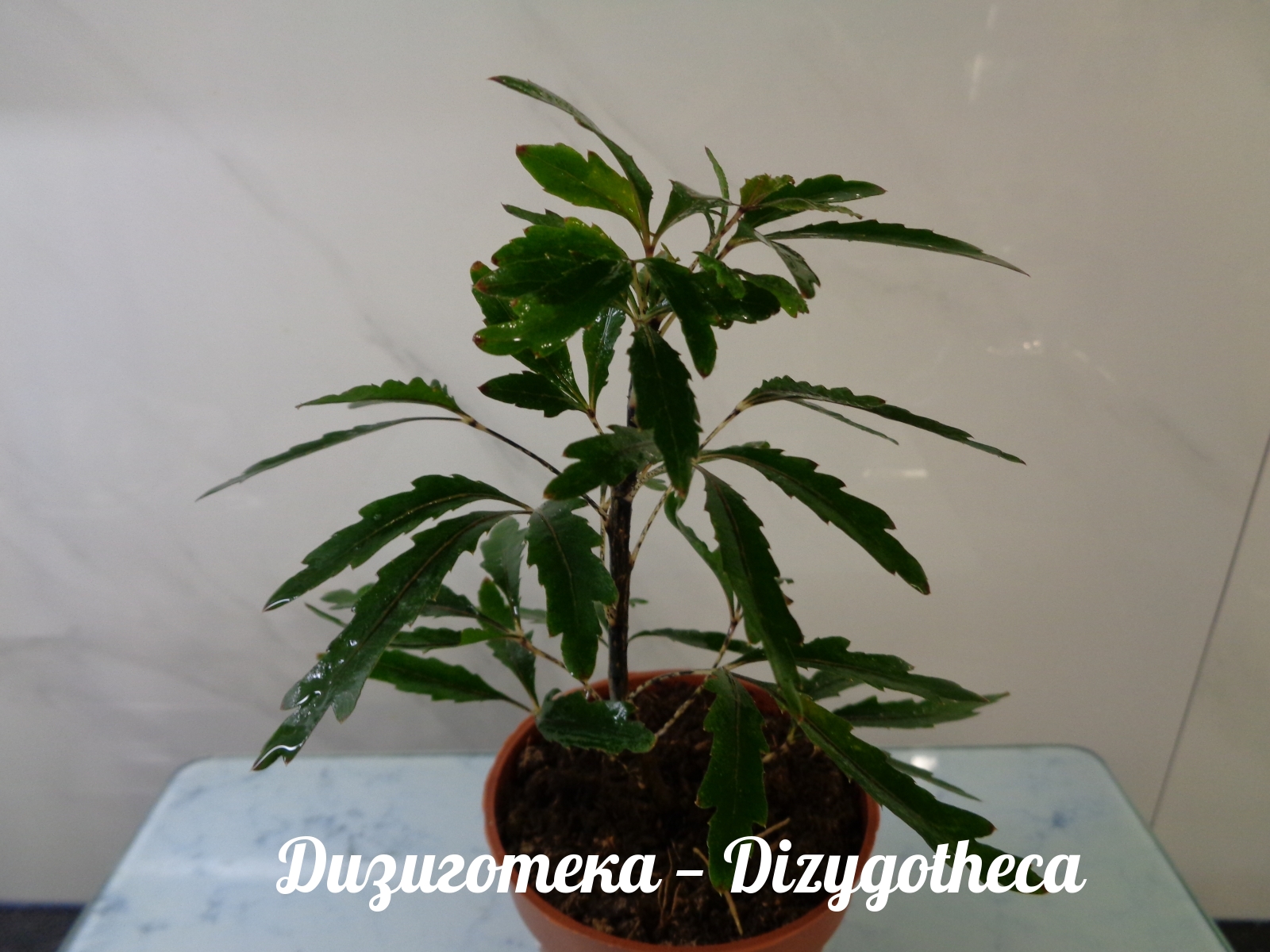 Дизиготека — Dizygotheca