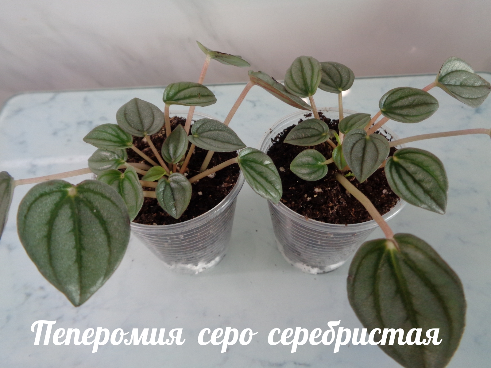 Пеперомия серо серебристая