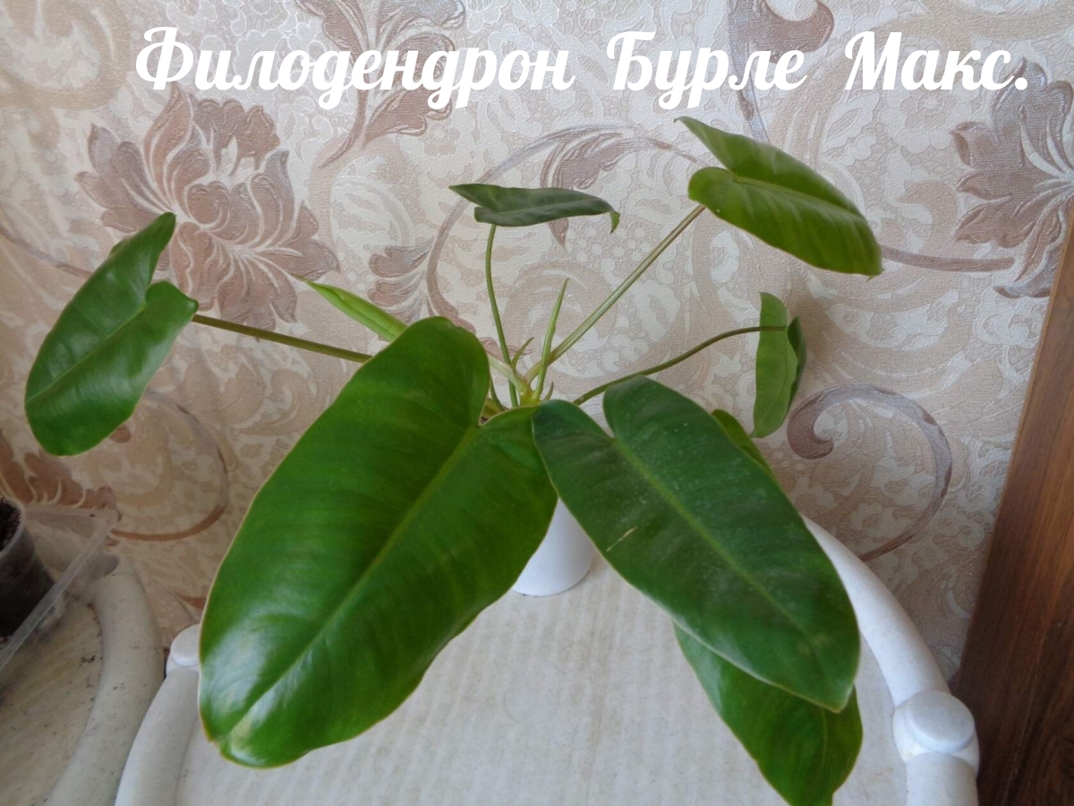 Филодендрон Бурле Макс.