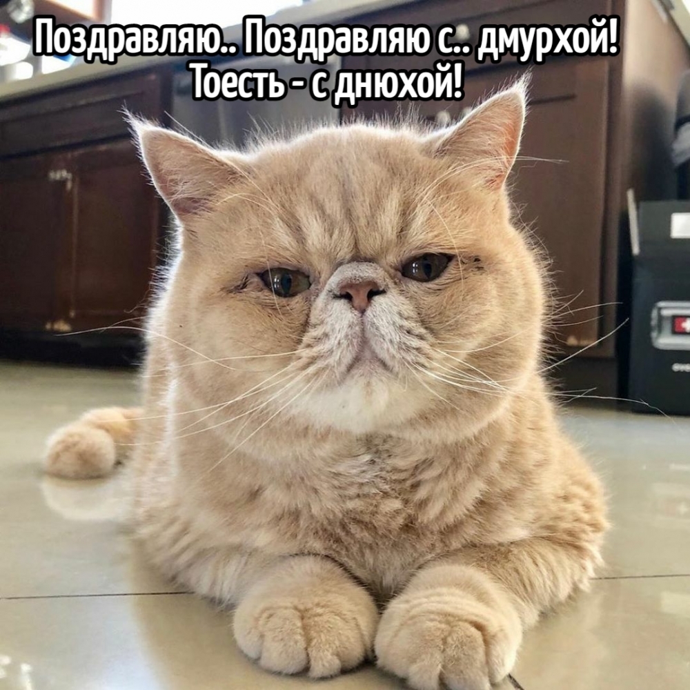Поздравляю.. Поздравляю с.. дмурхой! Тоесть — с днюхой!