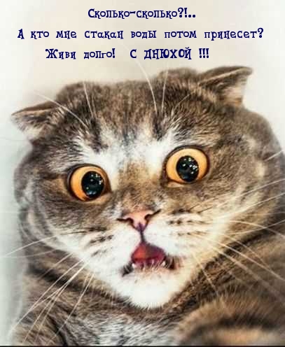 Смешной кот на день рождения