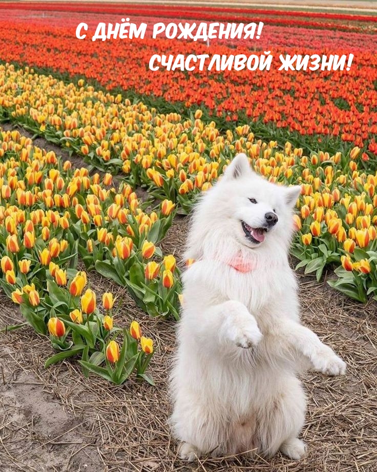 С днём рождения! Счастливой жизни!