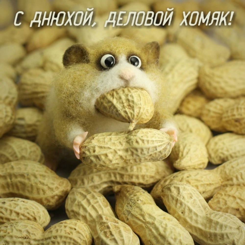 С днюхой, деловой хомяк!