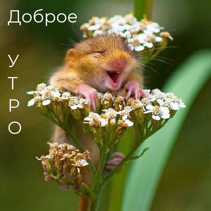 Доброе утро
