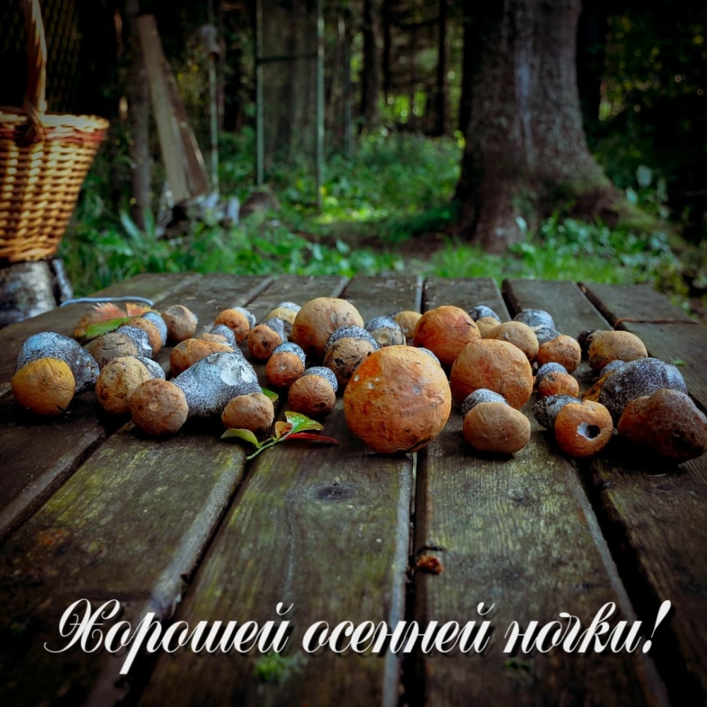Хорошей осенней ночки!