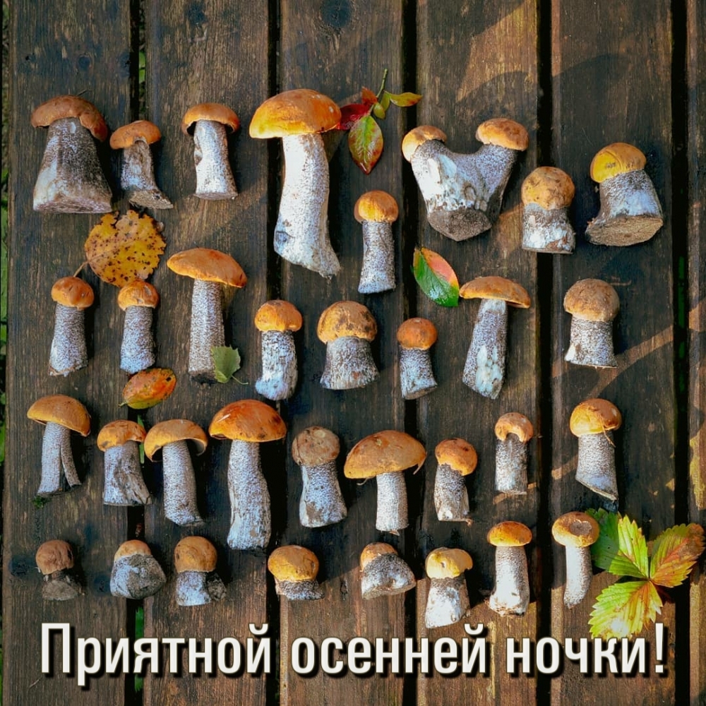 Приятной осенней ночки!