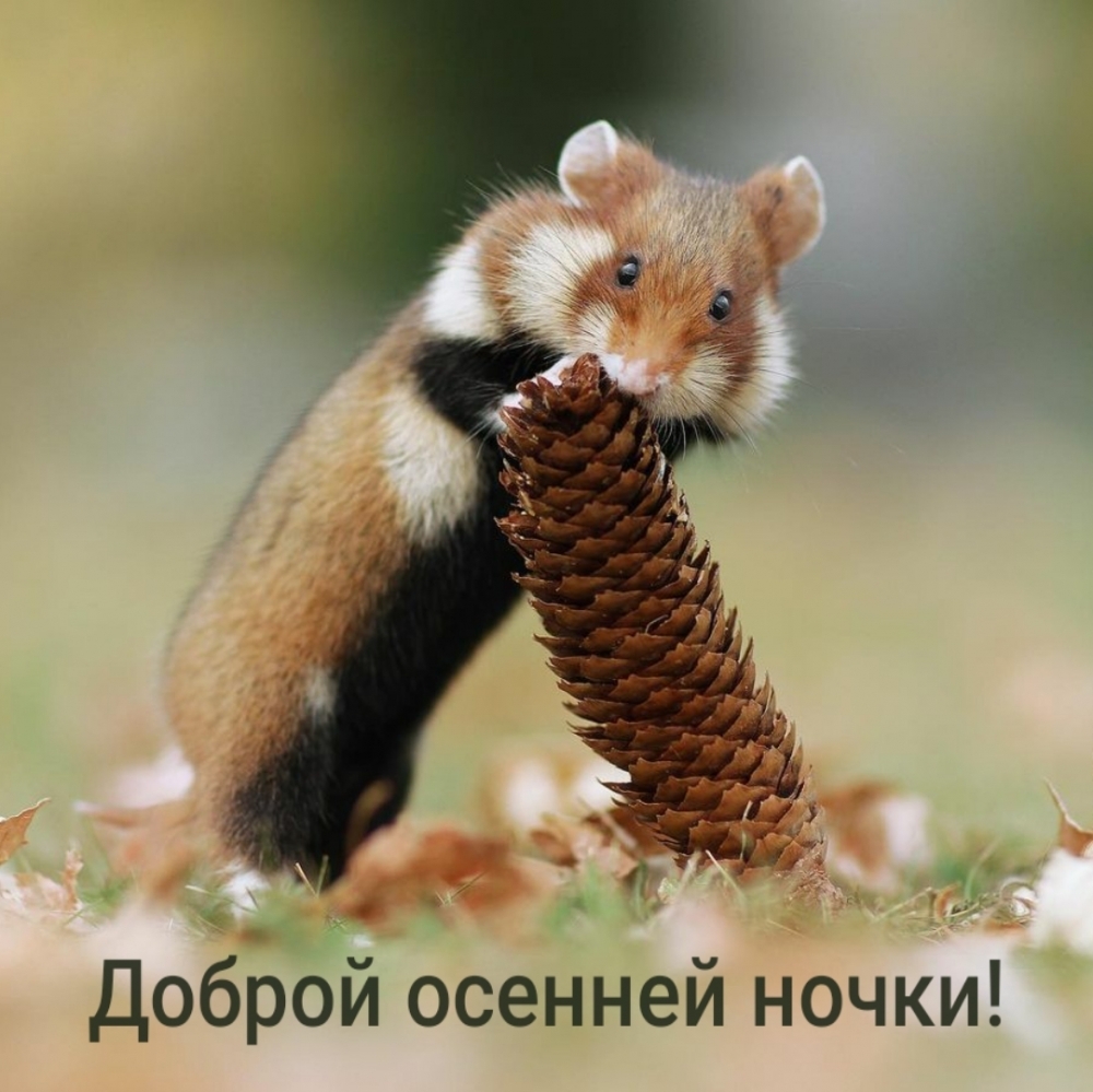 Доброй осенней ночки!