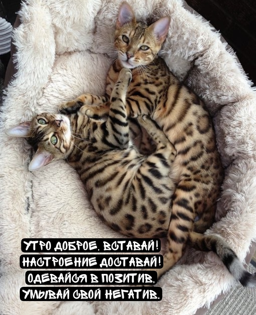 Утро доброе, вставай! Настроение доставай!