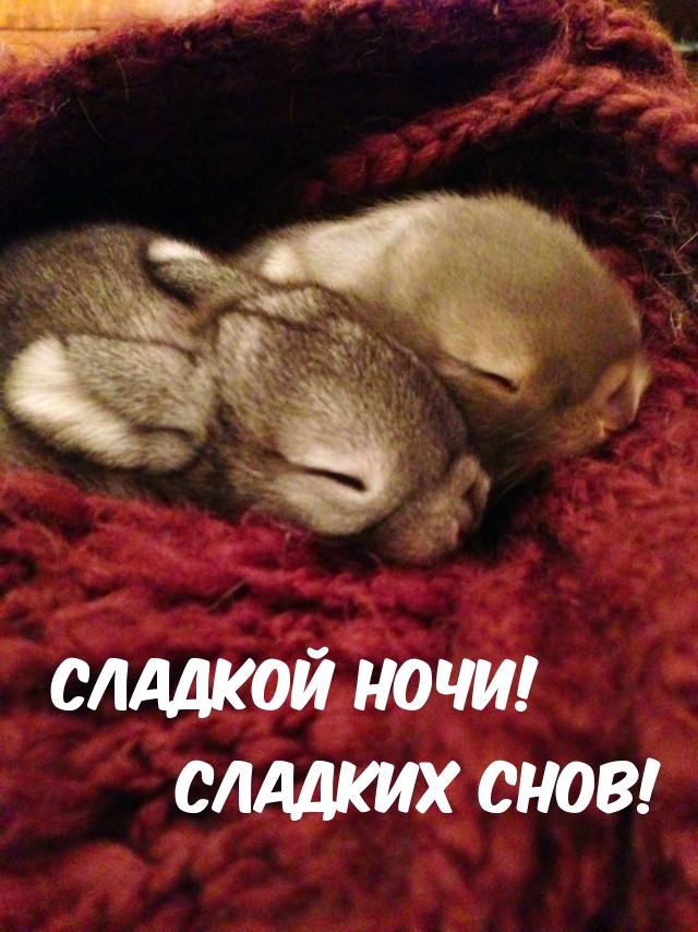 Картинки с надписями.  Сладкой ночи! Сладких снов!.