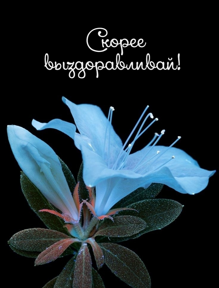 Скорее выздоравливай!