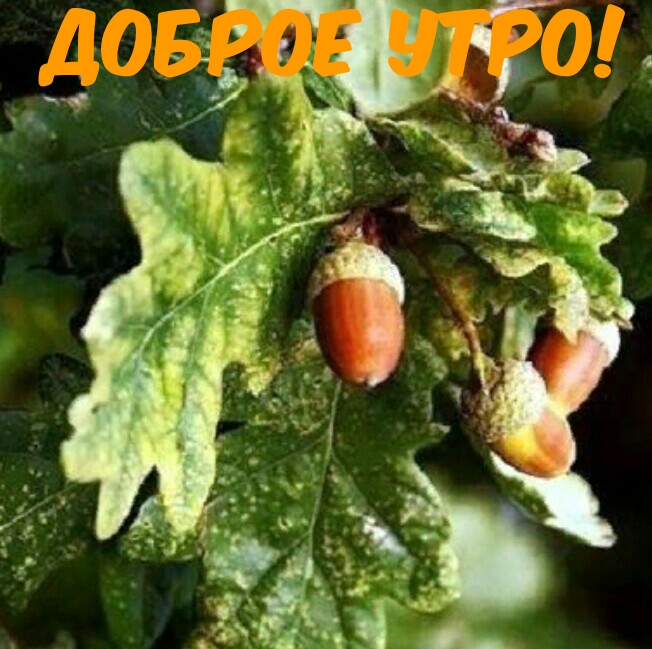 Доброе утро!
