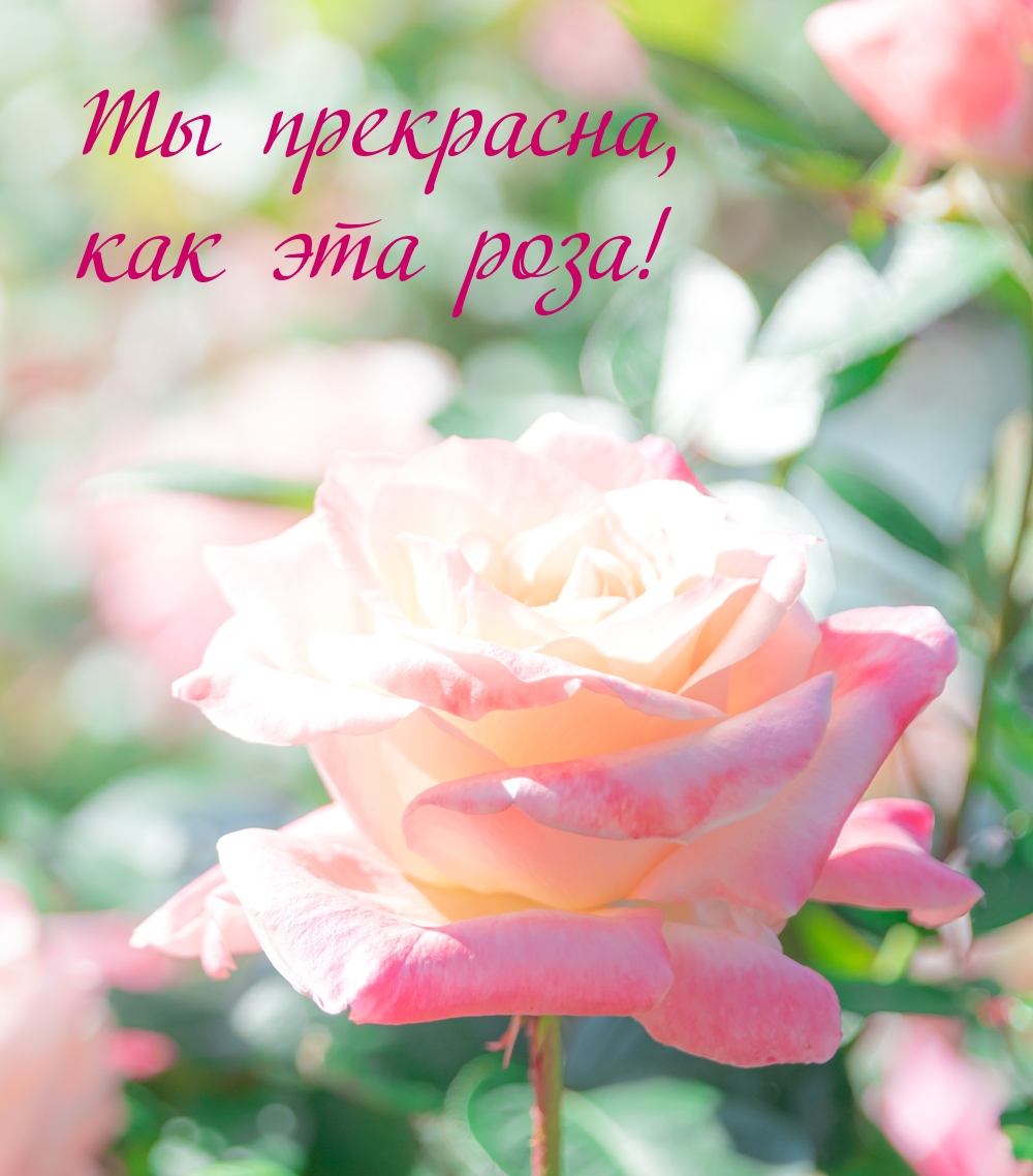 Ты прекрасна, как эта роза!
