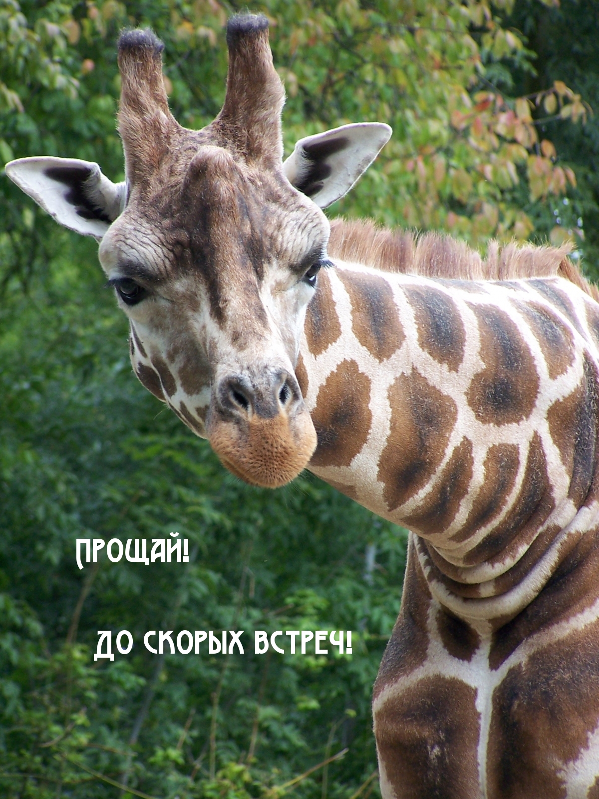 Прощай! До скорых встреч!