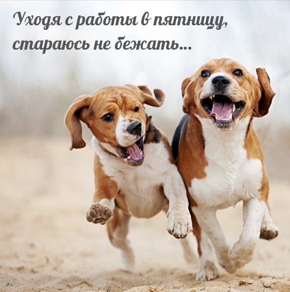Уходя с работы в пятницу, стараюсь не бежать…