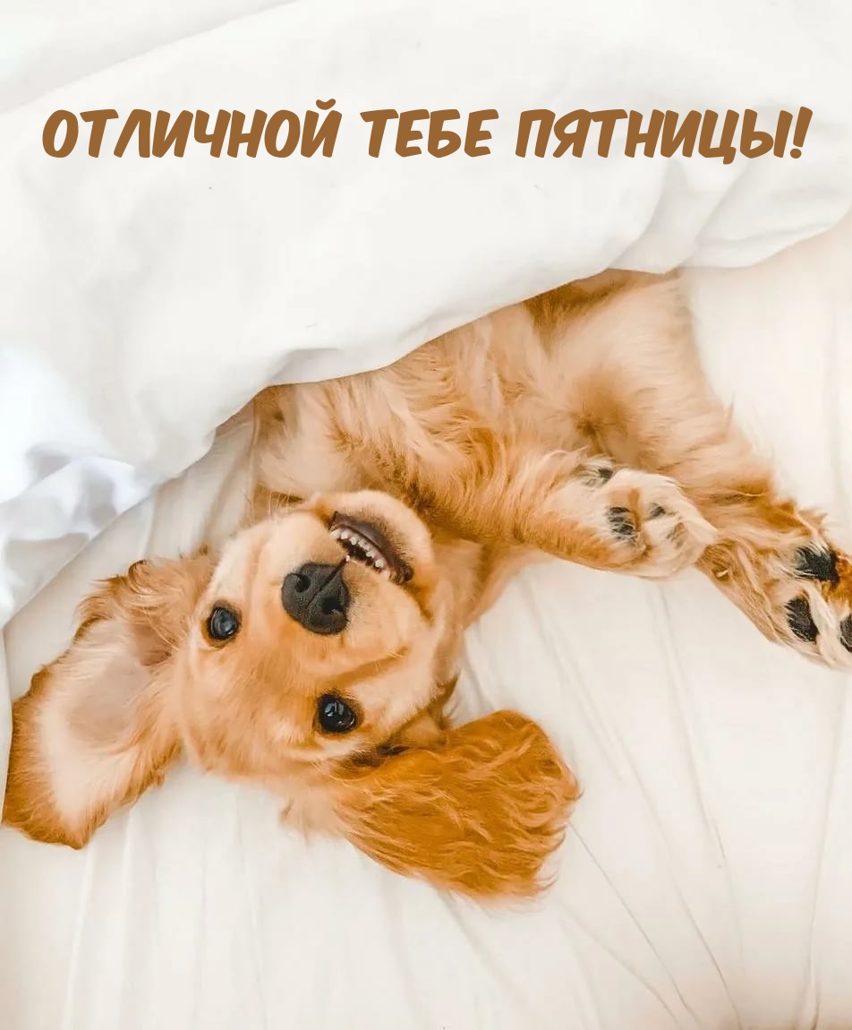 Отличной тебе пятницы!